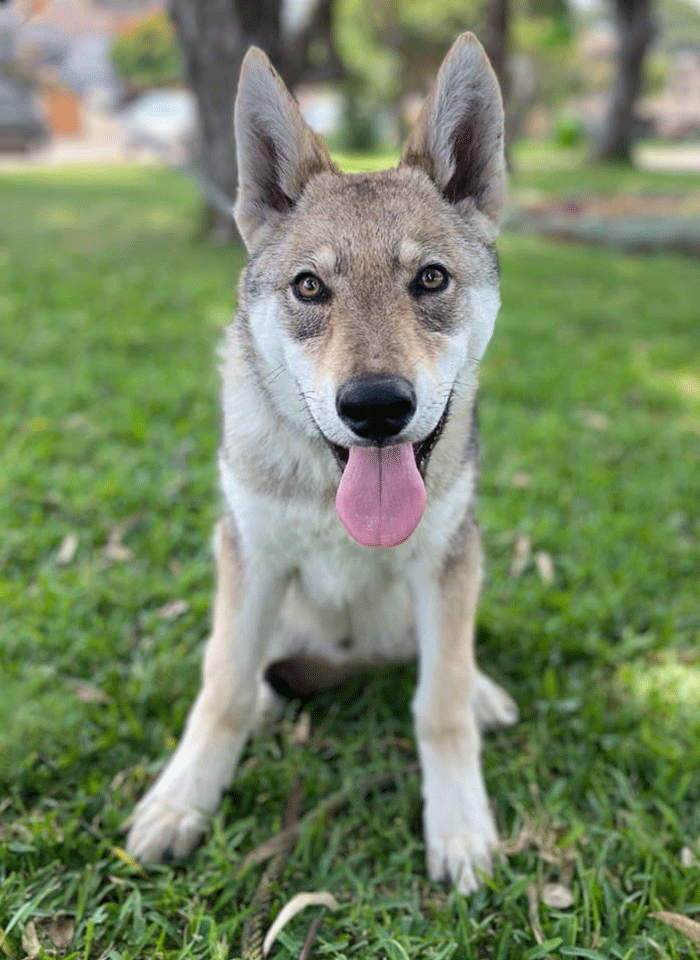 Cómo adiestrar un Perro Lobo Checoslovaco