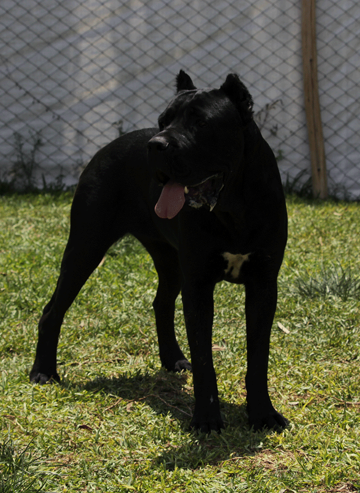 ¿Por qué tener un Cane Corso en casa?